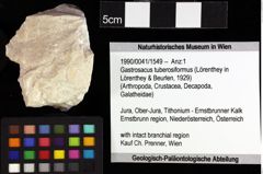 Foto (Objket + Etiketten) von Gastrosacus limacurvus (Robins, 2013) 